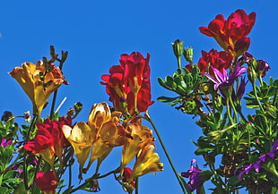 garden of assorted-color petaled flowers HD wallpaper