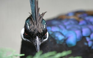 selective focus of blue and black peacock