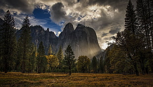 mountains surrounded with trees, nature, landscape, mountains, Yosemite National Park