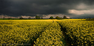 yellow flower field with gray cloudy skyu