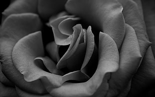 gray-scale photo of rose