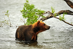 tan bear on body of water during daytime
