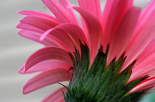 pink Mum flower close up photography