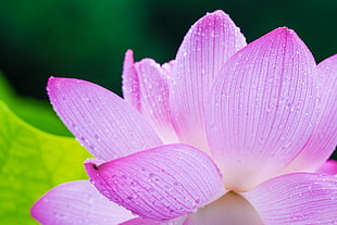 closeup photo of pink Lotus flower, oga HD wallpaper