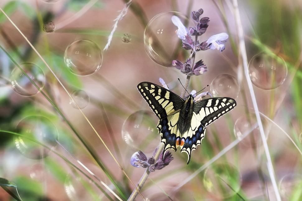 Eastern tiger swallowtail buttery perching on purple flower in close-up photography HD wallpaper