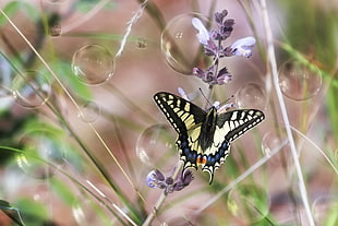 Eastern tiger swallowtail buttery perching on purple flower in close-up photography