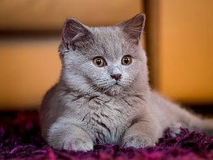 short-fur gray cat, cat, animals