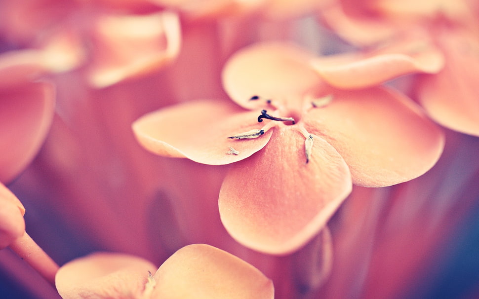 red ixora flower macro photo HD wallpaper