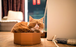 smooth coated brown and white cat on orange food bowl