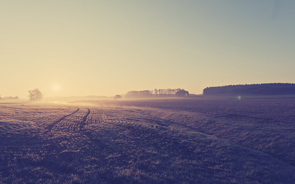 green grass field, mist, sunset, field, trees HD wallpaper