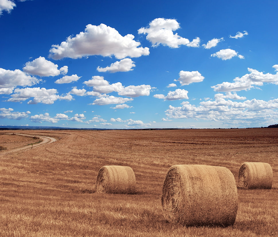 photography of wide wheat field area HD wallpaper