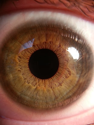 brown human eye, eyes