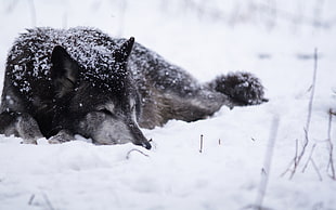 black Wolf lying on snow HD wallpaper