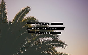 green tree with text overlay, palm trees, writing, typography, plants