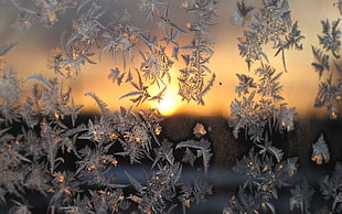 snowflakes during sunset HD wallpaper