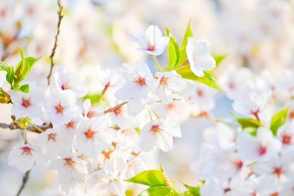 selective focus photography of white flowers HD wallpaper