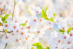 selective focus photography of white flowers