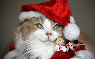 white and brown long coated cat with santa hat