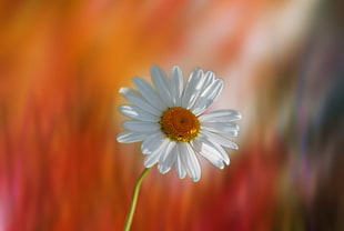white petaled flower in shallow depth of field photography