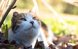 close-up photo of short-fur white and brown cat at daytime