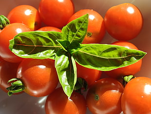 red tomatoes with green leaves