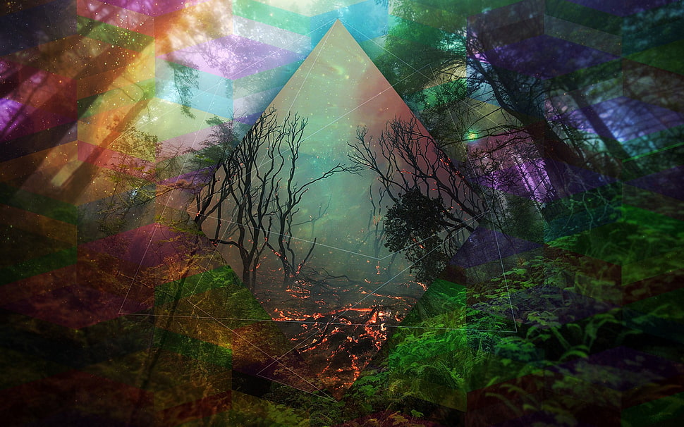 assorted-color painting, forest, trees HD wallpaper