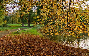 brown wooden bench near lake