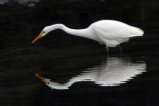 long beaked white bird on body of water, white heron, egretta alba