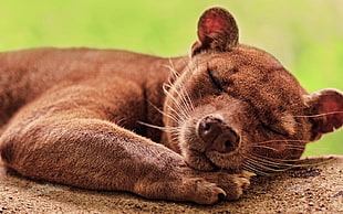 brown animal sleeping on ground