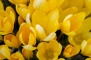 yellow flower lot HD wallpaper