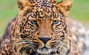 shallow focus photography of jaguar
