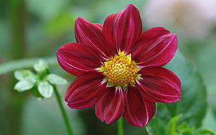 selective photo of red petaled flower