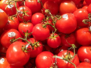 red tomatoes lot HD wallpaper