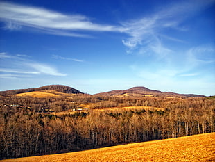 Landscape photo of trees with hill
