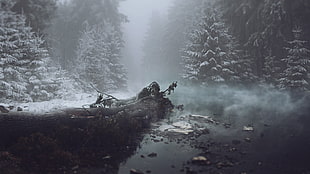 pine trees, mist, water, river, trees