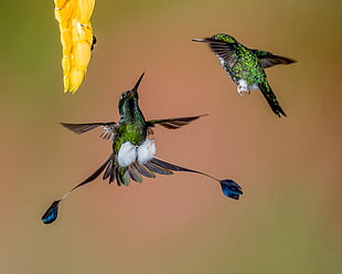 two green-and-black Hummingbirds in closeup photography