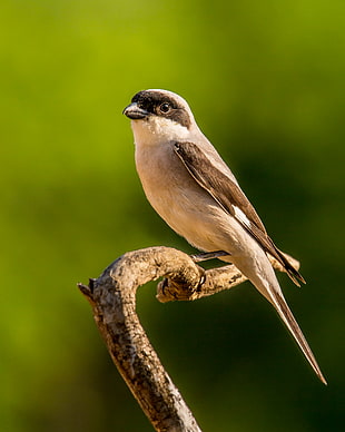 gray and black Sparrow bird on top tree branch, lesser grey shrike