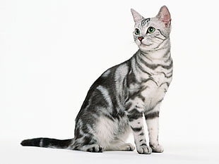 silver tabby cat HD wallpaper
