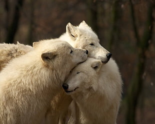 three white wolves HD wallpaper