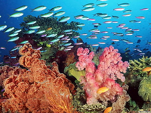 school of fish painting, sea, underwater, fish, coral HD wallpaper