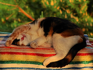 calico cat on stripe towel