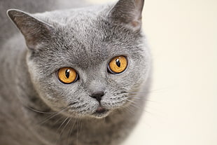 macro photography of gray cat