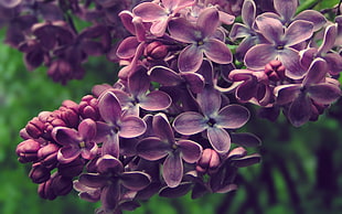 purple petaled flowers, purple flowers, flowers, lilac, nature