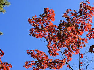red maple tree