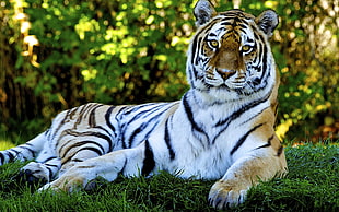 black, white, and brown tiger lying on green grass lawn near plants during daytime