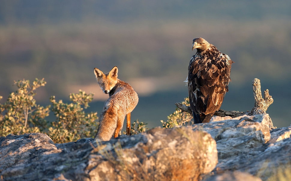 brown bird, fox, animals, birds, eagle HD wallpaper