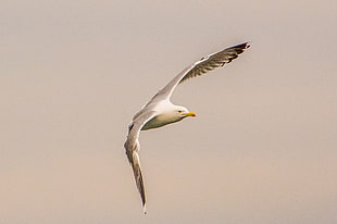 flying white and grey seagull