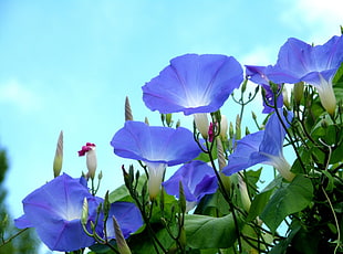 blue flower during daytime