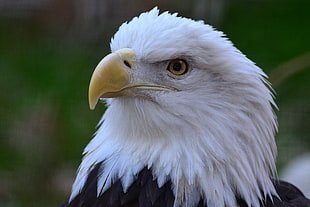 American Bald Eagle in close-up photography