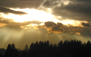 silhouette of trees under gray clouds during golden hour